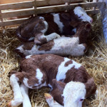 macchia-del-rovo-vitelli-neonati