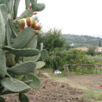 Rucasa8-290913