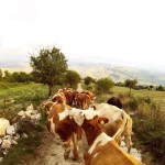 DCIM100GOPRO