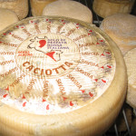 savoia-tufara8