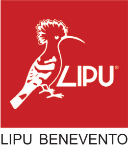 lipu benevento .indd