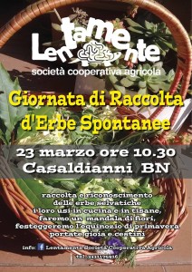 raccolta erbe spontanee