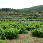 pantelleria20-tullia-bartolini