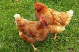Una coppia di galline come compostiera che trasforma i rifiuti organici in uova