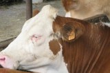 Giornata della vacca pezzata rossa alla fattoria Savoia di Tufara: degustazione di latticini e gelati