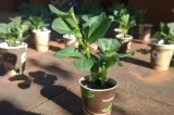 Piantine di fave ai soci GAS e ai cenabarattieri dell’11 aprile. GAS Arcobaleno. Coerenze:19/20 Piantine di fave ai soci GAS e ai cenabarattieri dell’11 aprile. GAS Arcobaleno. Coerenze:19/20