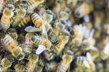 Superorganismo e coesione. Come la sciamatura consente una nuova famiglia di api. Foto e video