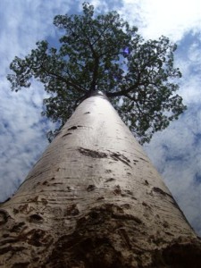 baobab