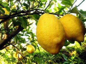 limoni_procidani