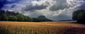 campo di grano