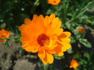 calendula